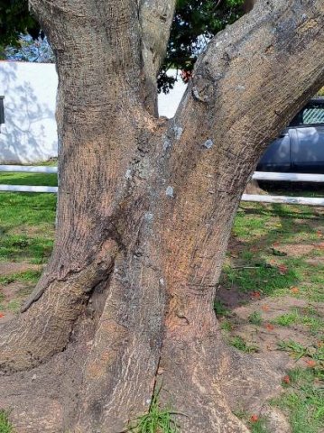 Erythrina afra old bole